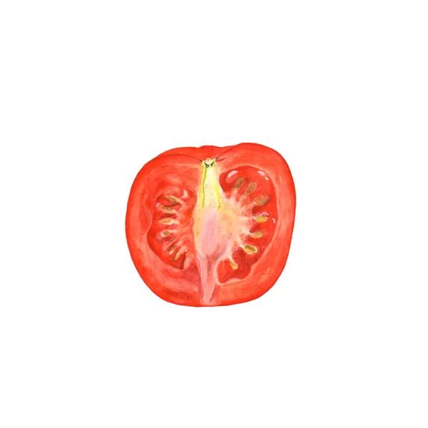 Botanische Aquarell-Illustration der geschnittenen Tomate auf weißem Hintergrund — Stockfoto