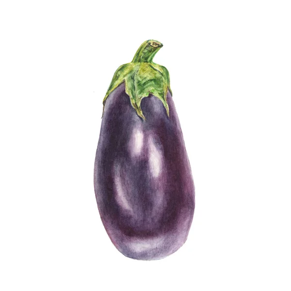 Beyaz zemin üzerine mavi patlıcan patlıcan botanik suluboya çizimi — Stok fotoğraf
