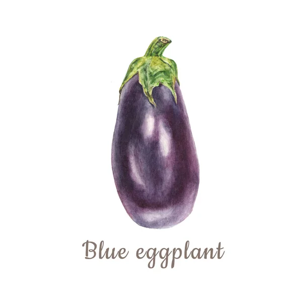 Beyaz zemin üzerine mavi patlıcan patlıcan botanik suluboya çizimi — Stok fotoğraf
