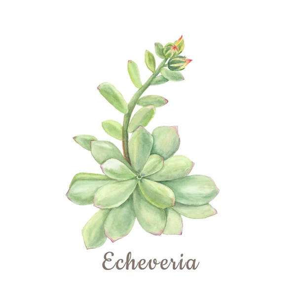 Botanická ilustrace akvarel sukulentní Echeveria na bílém pozadí — Stock fotografie
