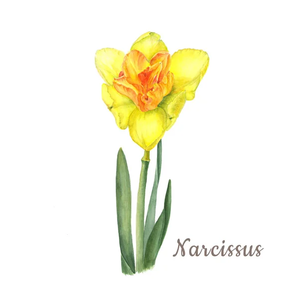 Botanische aquarel illustratie van gele narcissus geïsoleerd op een witte achtergrond. Kan worden gebruikt voor webdesign, Polygrafie of textiel — Stockfoto