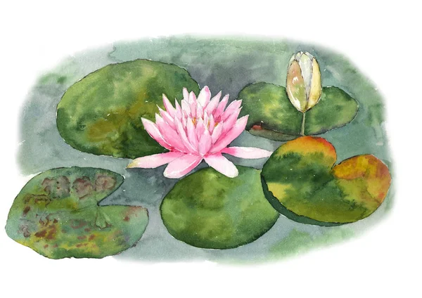 白い背景の上の池で睡蓮の植物の水彩イラスト — ストック写真