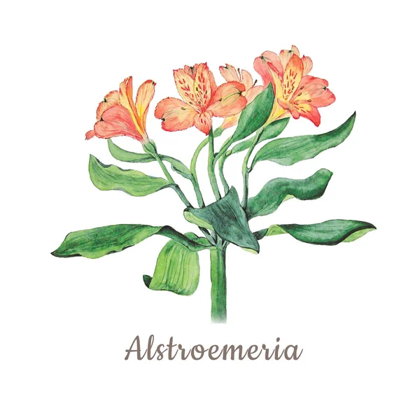 Acuarela botánica ilustración de flores de alstroemeria aisladas sobre fondo blanco con descripción —  Fotos de Stock