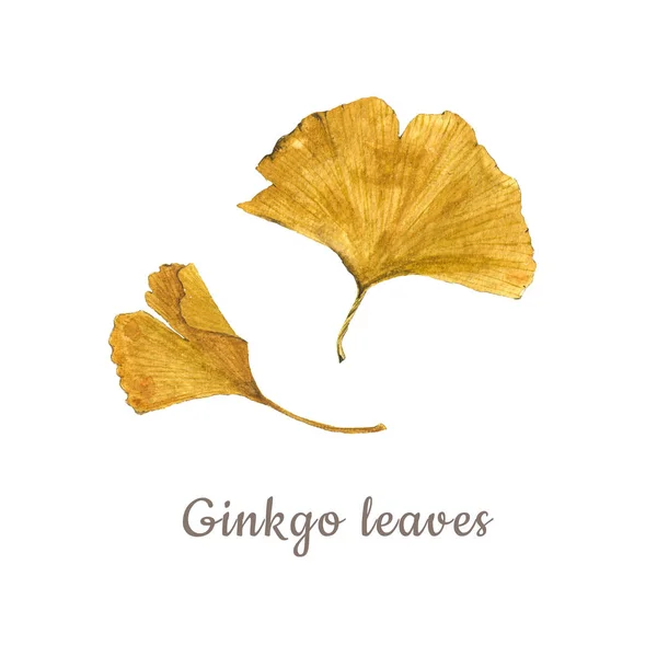 Acuarela botánica ilustración de hojas de ginkgo amarillo aisladas sobre fondo blanco con descripción — Foto de Stock