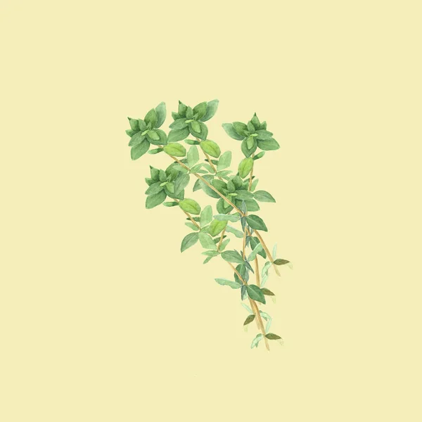 植物水彩插图的百里香浅黄色背景上孤立的分支 — 图库照片