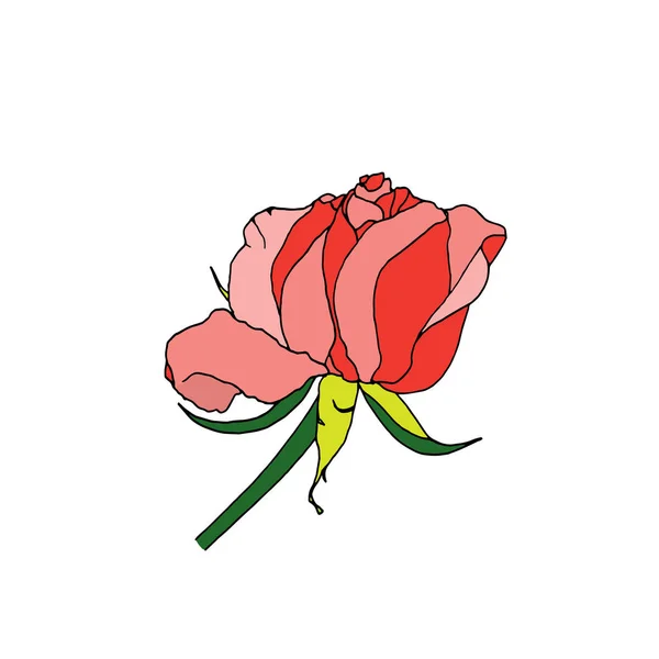 Pink Rose geïsoleerd op witte achtergrond. — Stockvector