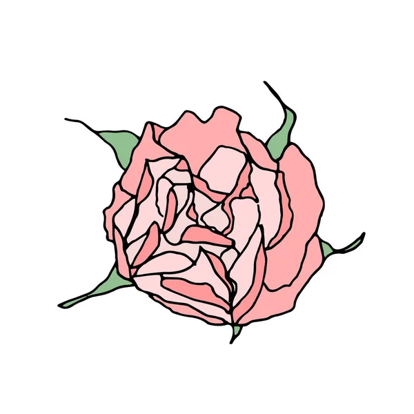 Rosa rosa vista superior aislado sobre fondo blanco . — Vector de stock