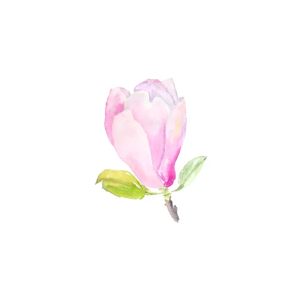Illustrazione acquerello botanico schizzo di tenero fiore di magnolia rosa su sfondo bianco — Foto Stock