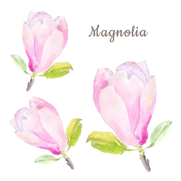 Botaniska akvarell illustration skiss av anbud rosa magnolia blomma med text på vit bakgrund — Stockfoto