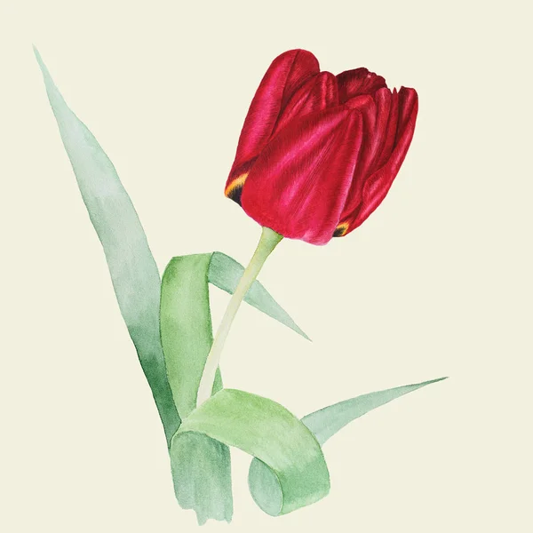 Ilustração em aquarela botânica de tulipa vermelha com folhas verdes isoladas sobre fundo claro de azeitona — Fotografia de Stock