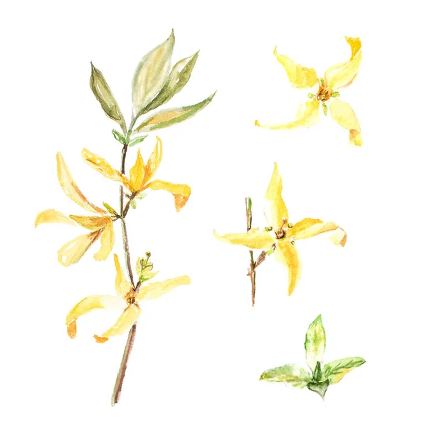 Botaniska akvarell illustration av forsythia isolerad på vit bakgrund — Stockfoto