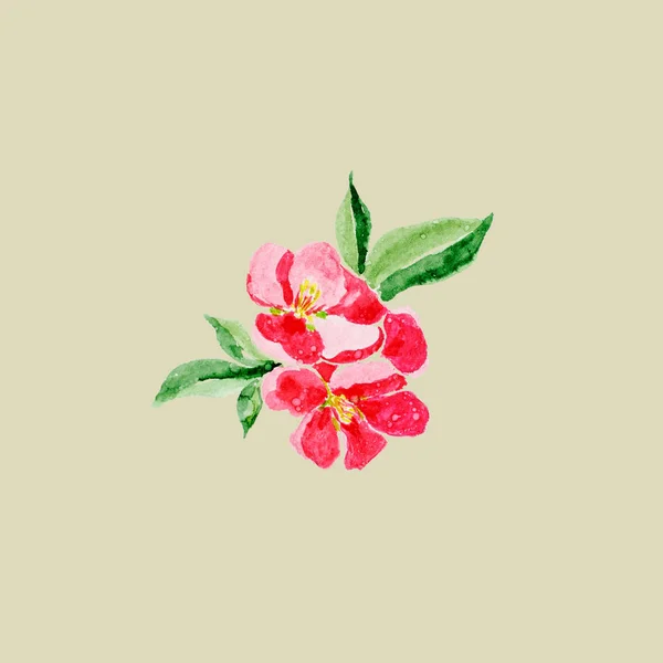 Stile giapponese. Illustrazione acquerello botanico di fiore di mela cotogna rossa in fiore isolato su sfondo oliva con descrizione — Foto Stock