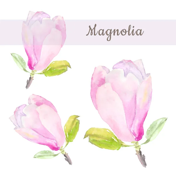 Botaniska akvarell illustration skiss av anbud rosa magnolia blomma med text på vit bakgrund — Stockfoto