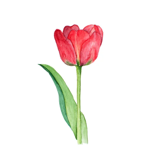 Ботанический акварельный рисунок эскиз красного цветка тюльпана на белом фоне — стоковое фото