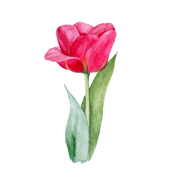 Pictures: watercolor tulip | Watercolor tulip flowers — Stock Photo ...