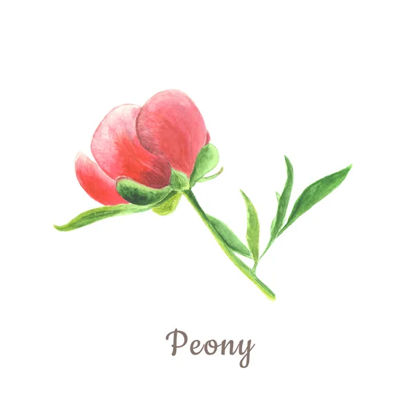 Ботанический акварельный рисунок розового пиона с листьями на белом фоне — стоковое фото