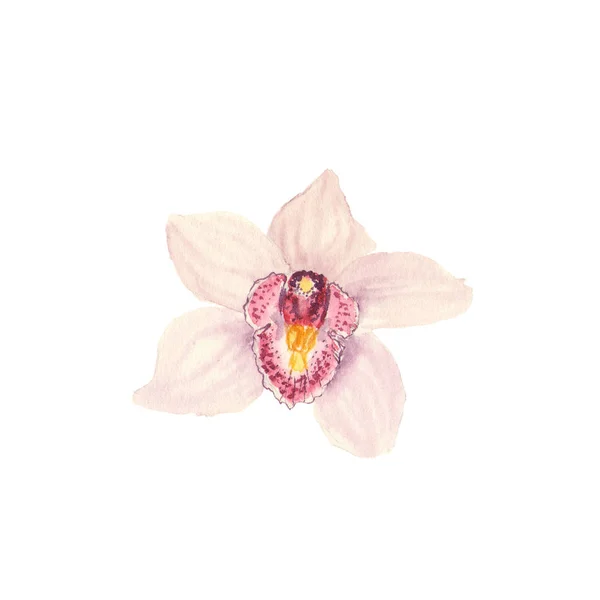 Schizzo botanico dell'illustrazione dell'acquerello del fiore tropicale rosa del orchid su sfondo bianco — Foto Stock
