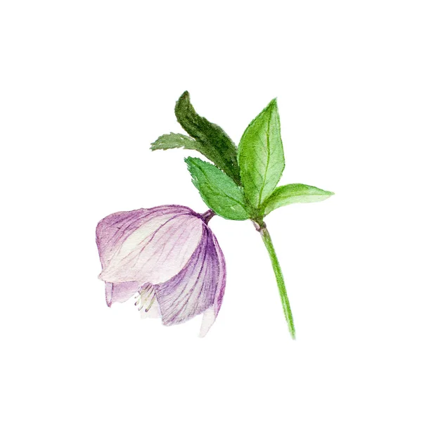 Acuarela ilustración botánica de hellebore aislado sobre fondo blanco —  Fotos de Stock