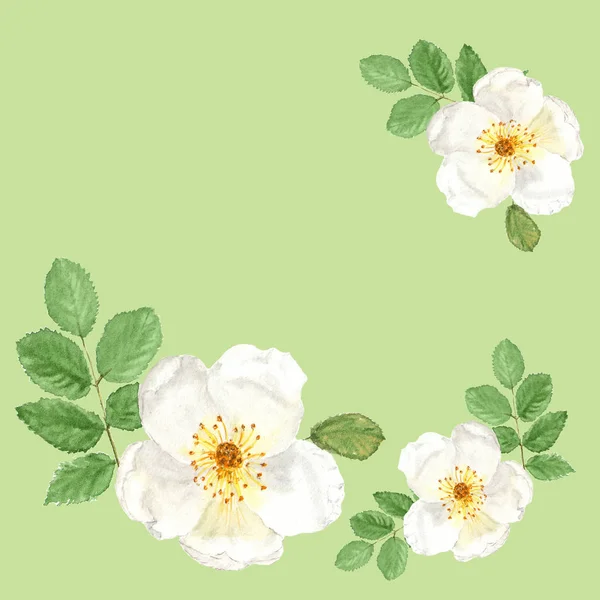 Decorazione con acquerello botanico illustrazione schizzo di dogrose bianco su sfondo verde — Foto Stock