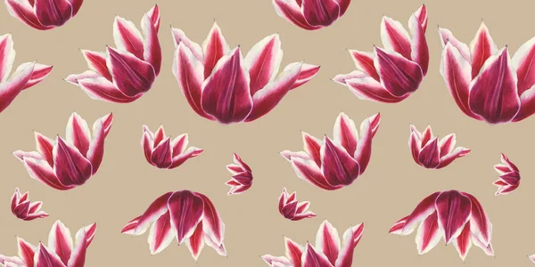 Bílý a červený Tulipán květ na hnědé pozadí. Vzor bezešvé akvarel — Stock fotografie