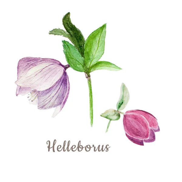 Ilustración botánica en acuarela de dos hellebores aislados sobre fondo blanco con texto — Foto de Stock