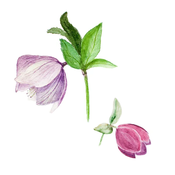 Ilustración botánica en acuarela de dos hellebores aislados sobre fondo blanco — Foto de Stock