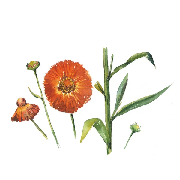 Akwarela botanicznych ilustracji jesienne Astry na białym tle — Zdjęcie stockowe