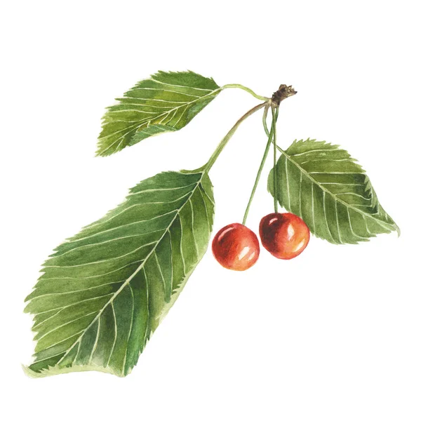 Botanická akvarel ilustrace červené Cherry se zelenými listy izolované na bílém pozadí — Stock fotografie