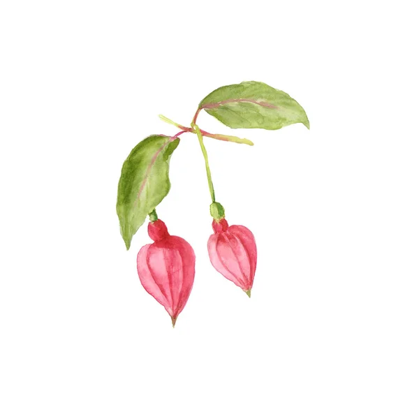Ilustración de acuarela botánica de hermosos brotes fucsia rosados aislados sobre fondo blanco — Foto de Stock