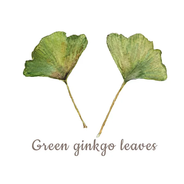 Illustration aquarelle botanique de feuilles de ginkgo colorées sur fond blanc — Photo