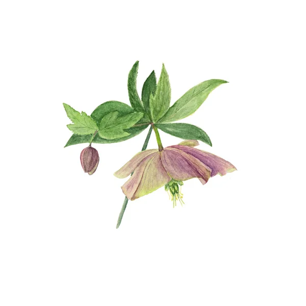 Ilustración botánica en acuarela de flor y brote de hellebore aislado sobre fondo blanco — Foto de Stock