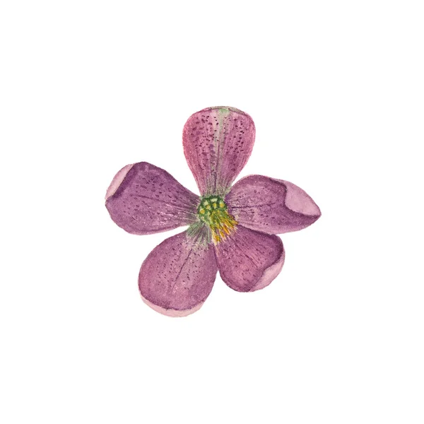 Illustrazione botanica acquerello di elleboro isolato su sfondo bianco — Foto Stock