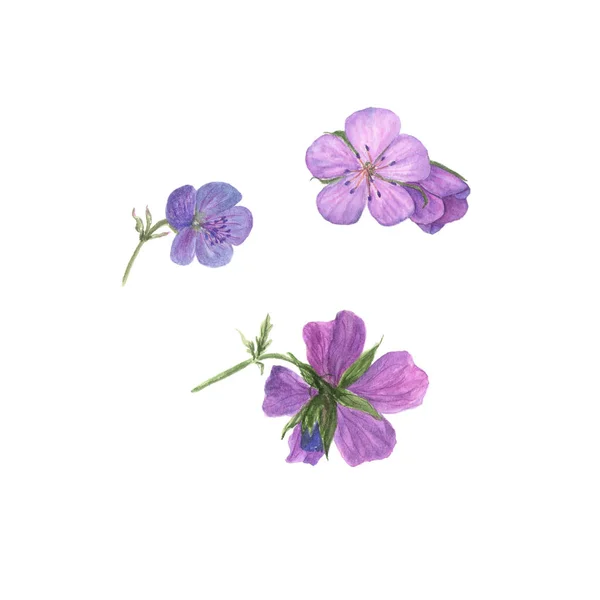 Ilustração em aquarela botânica de flores de gerânio lilás isoladas sobre fundo branco — Fotografia de Stock