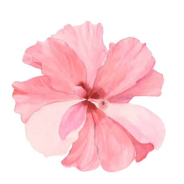 水彩红芙蓉。手绘异国花卉插图与孤立的白色背景上的叶子。热带花卉设计、 打印和织物 — 图库照片