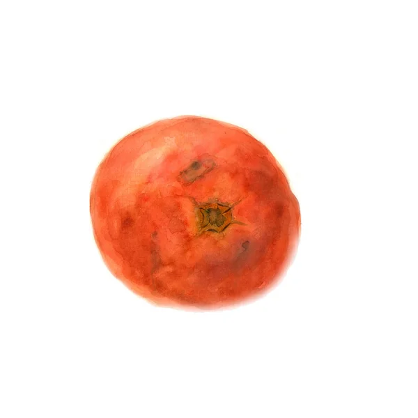 Botanische Aquarell-Illustration Skizze der Tomate auf weißem Hintergrund — Stockfoto