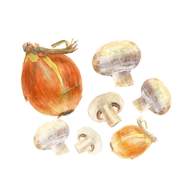 Βοτανική ακουαρέλα εικονογράφηση ολόκληρα και κομμένα μανιτάρια champignon και κρεμμύδι σε λευκό φόντο — Φωτογραφία Αρχείου
