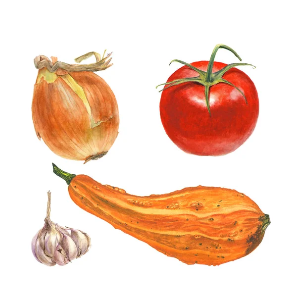 Acuarela botánica ilustración de cebolla, tomate, ajo, calabacín sobre fondo blanco — Foto de Stock