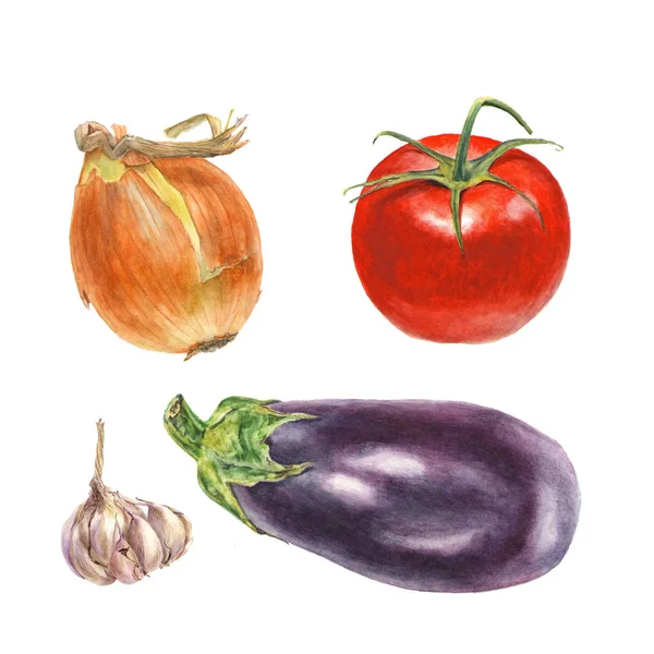 Botaniczny ilustracja akwarela, cebula, pomidor, czosnek, bakłażan na białym tle — Zdjęcie stockowe