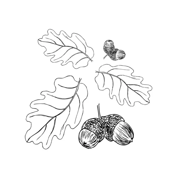 Eichenzweig mit Blättern in schwarzer Tinte. Kunstillustration — Stockvektor