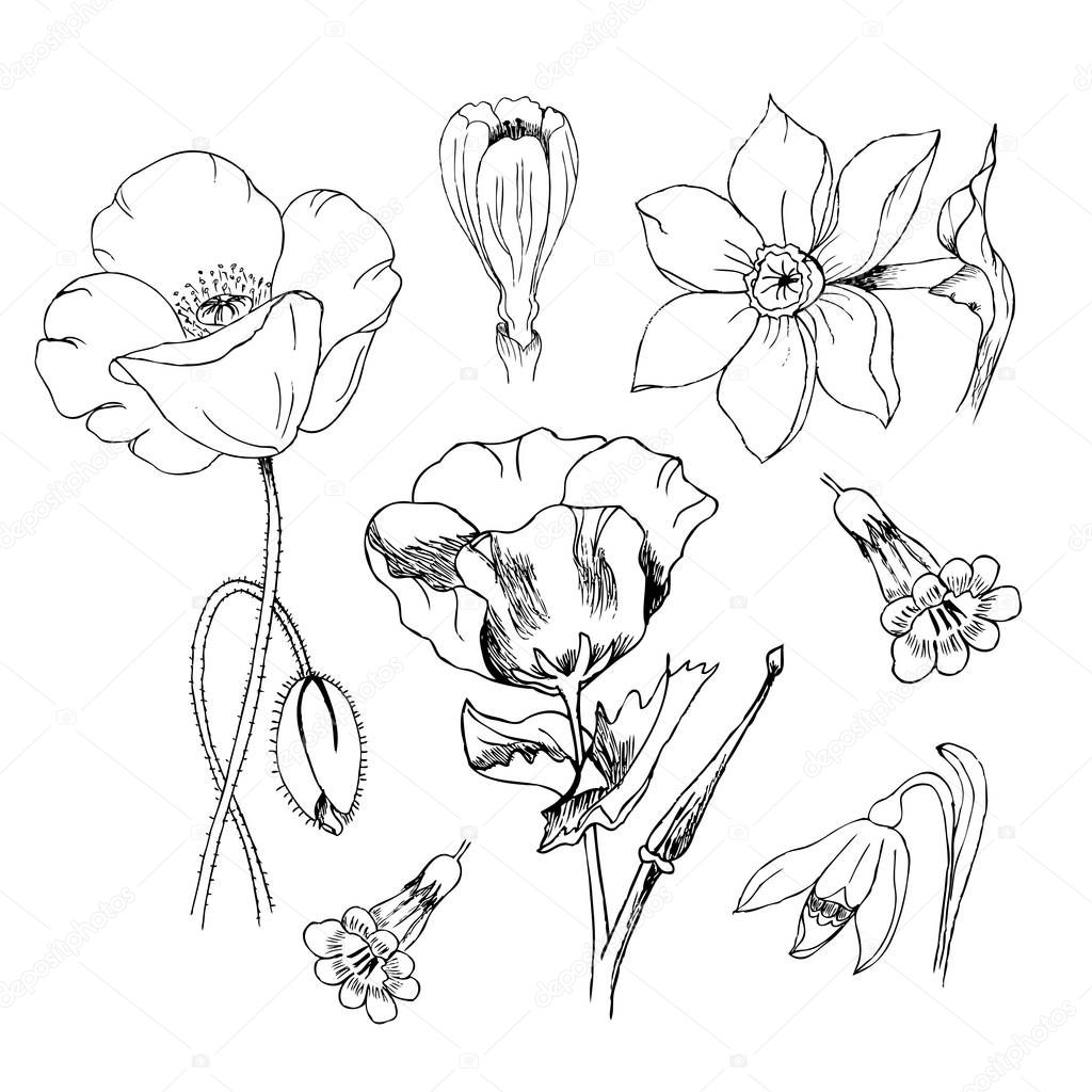 Flowers in black ink. Poppy narcissus crocus anemone weigela galanthus. Art illustration