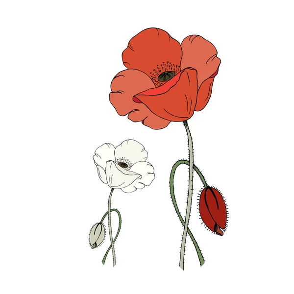 赤と白のケシの花、白い背景で隔離ポピーの芽 — ストックベクタ