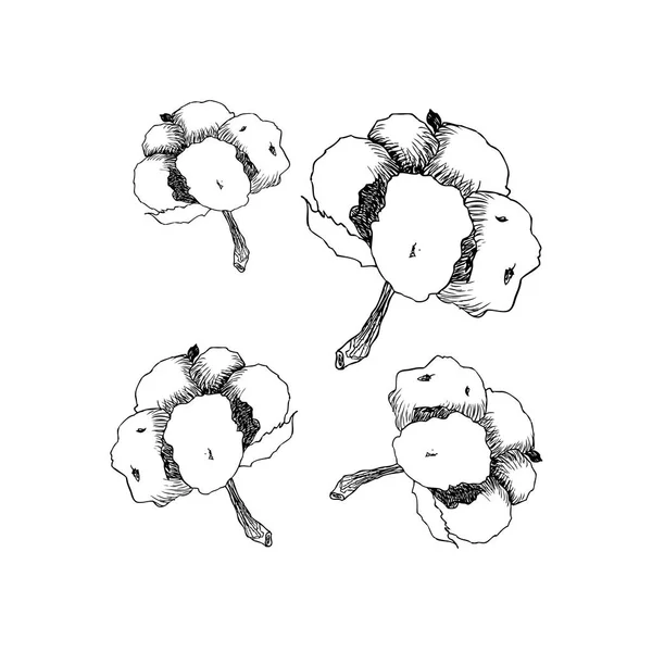 Vector mão algodão desenhado. 100 eco. botões de flor de algodão em estilo vintage gravado. Arte botânica isolada sobre fundo branco. Use para impressão, cartaz, decoração e outro design . — Vetor de Stock
