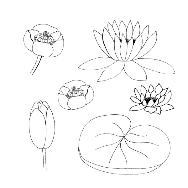 Vectorillustratie van lotus bud en leaf op witte achtergrond — Stockvector