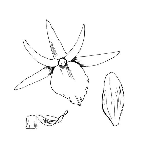 Illustrazione vettoriale orchidea fiori schizzo disegnato a mano con fodera nera — Vettoriale Stock