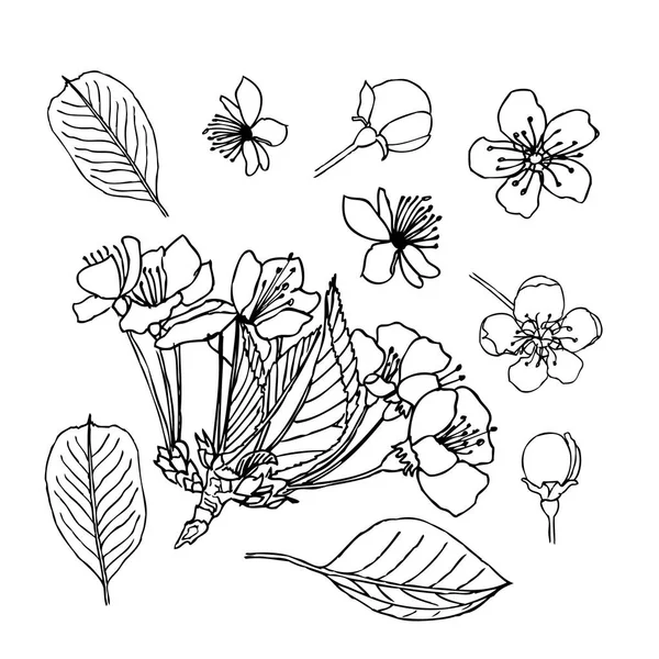Flor de manzana deja flores brotes. Liner vector ilustración en blanco — Archivo Imágenes Vectoriales