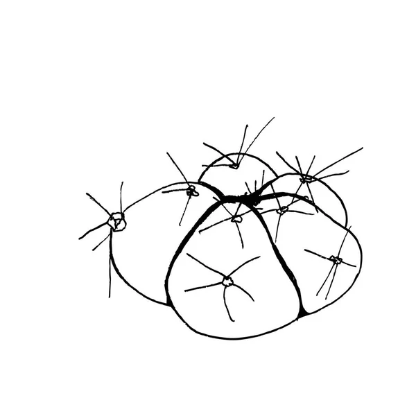 Hand drawn cactus Gymnocalycium horstii buenekeri, liner vector illustration — Stock Vector