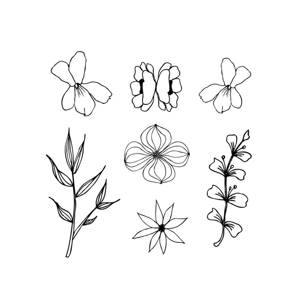 Dessin floral à base de plantes isolé. Illustration vectorielle doublure sur blanc — Image vectorielle