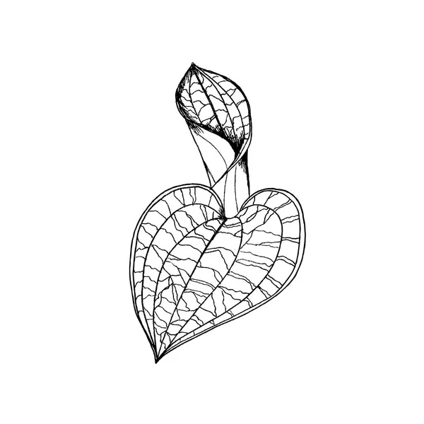 Macodes petola ορχιδέες φύλλα με το χέρι, σχέδιο. Εικονογράφηση διάνυσμα επένδυση σε λευκό — Διανυσματικό Αρχείο