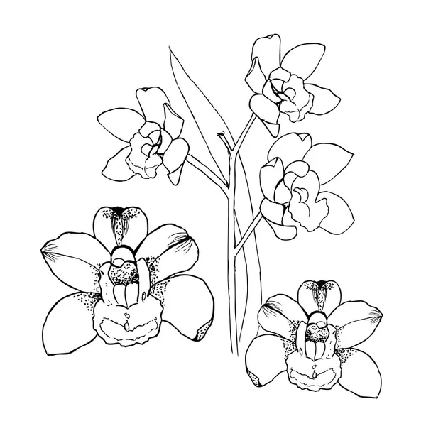 Orquídeas com desenho à mão. Ilustração do vetor do forro no branco — Vetor de Stock