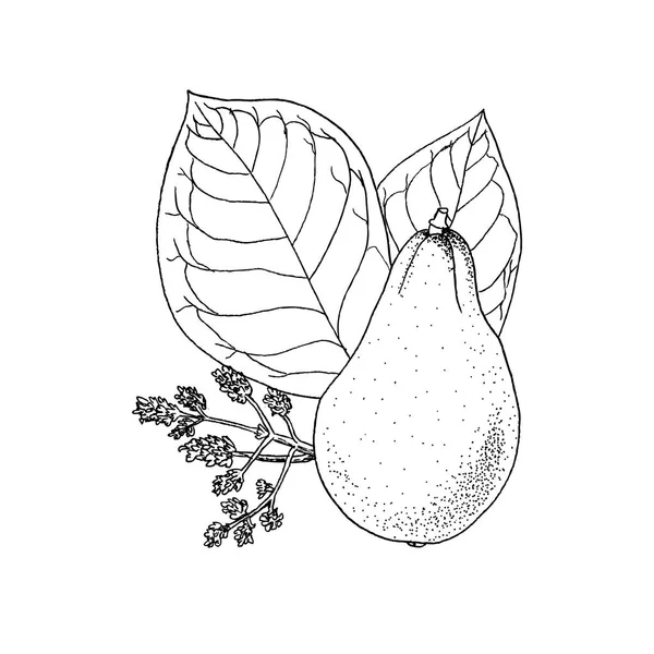 Tek renkli vektör çizim avokado Persea Americana beyaz çizim — Stok Vektör